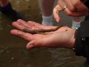vermiculture in organisations